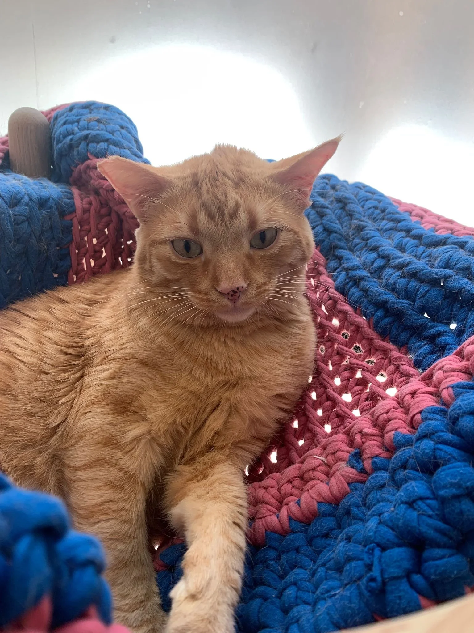 WhatsApp Image 2023-07-11 at 1.10.29 PM.jpeg