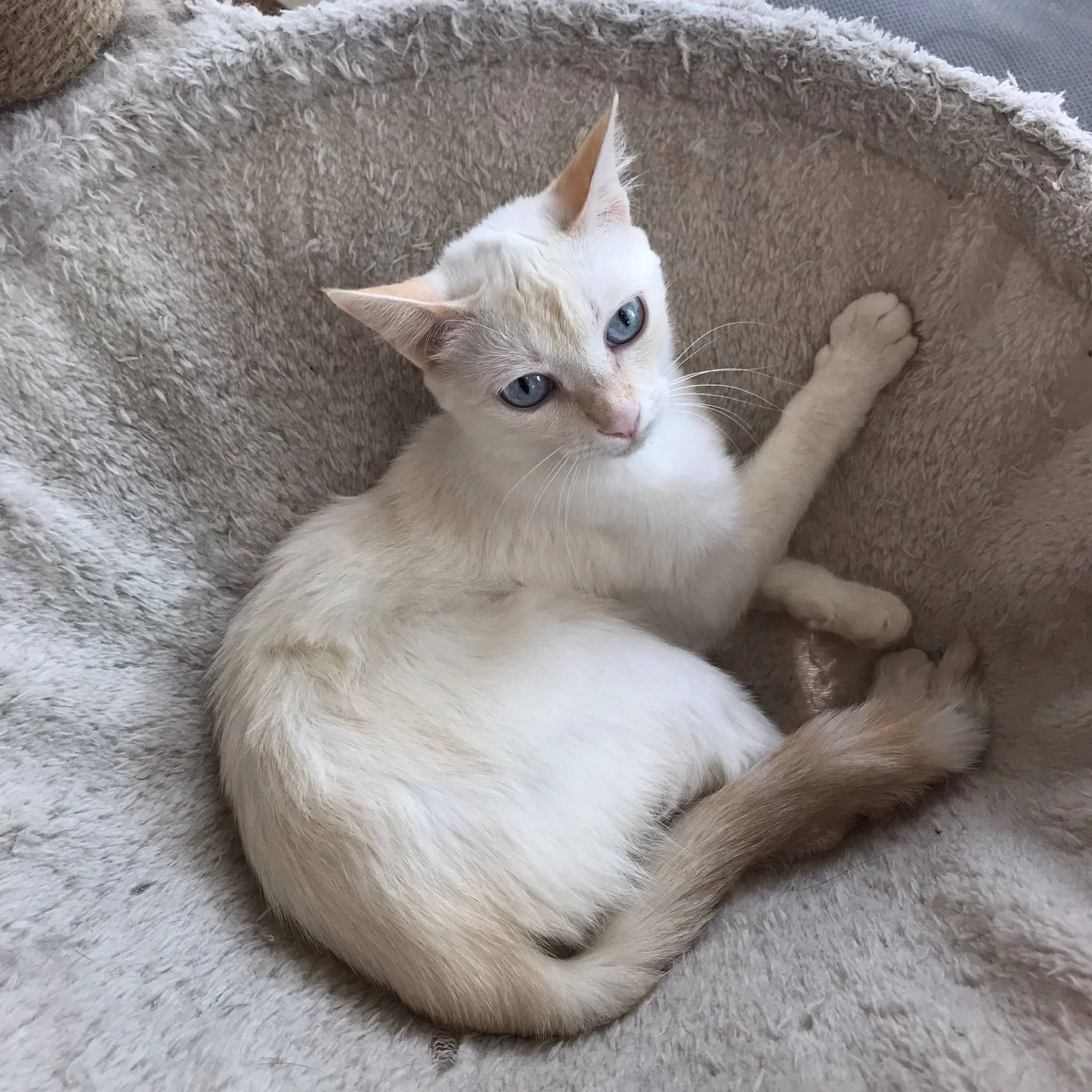 WhatsApp Image 2023-07-26 at 4.11.13 PM.jpeg