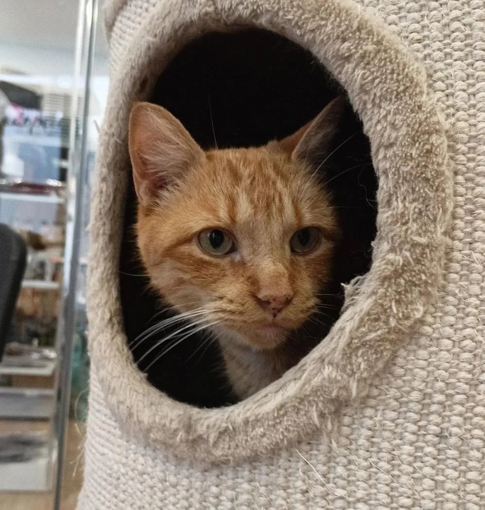 Simba 3.jpeg