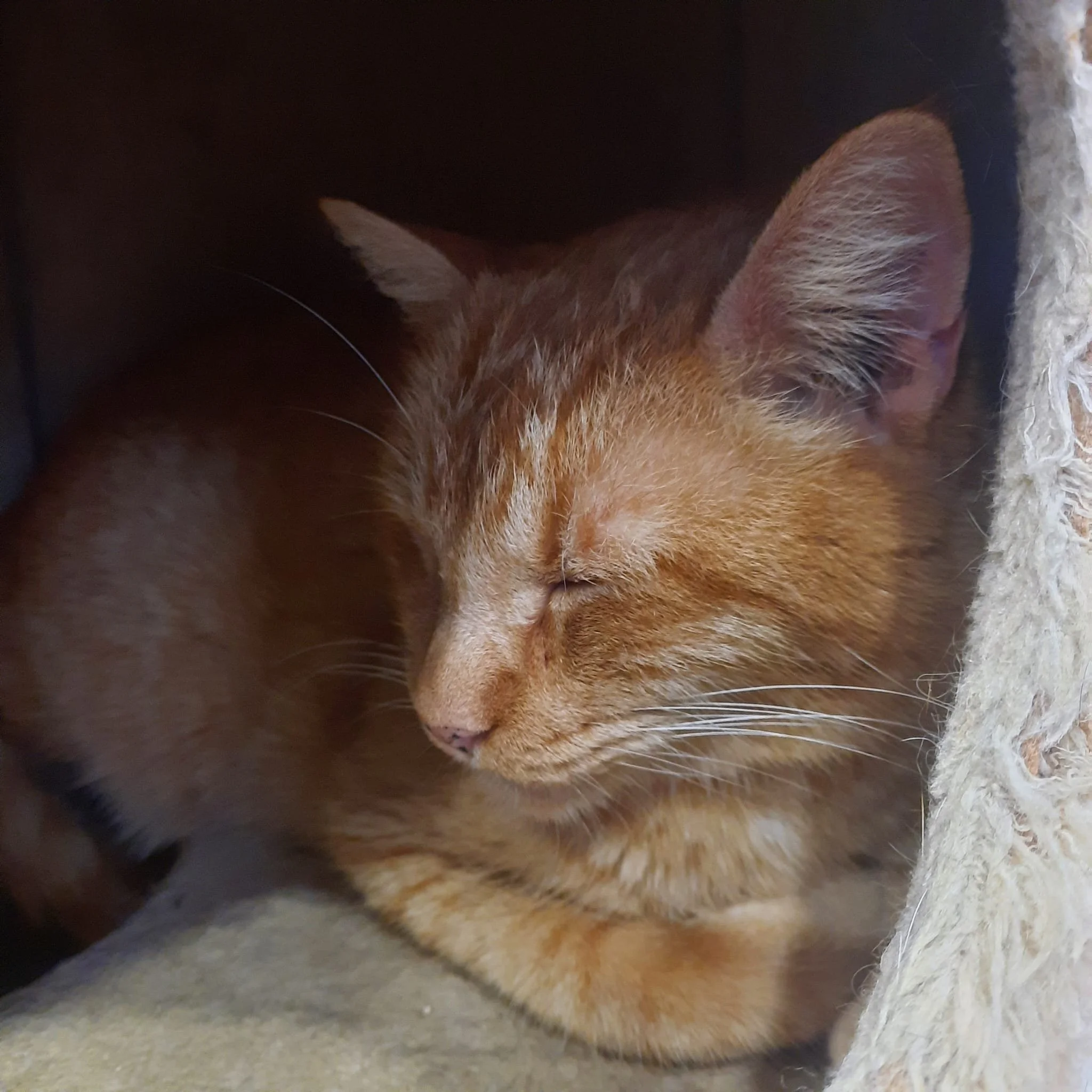Simba 2.jpeg