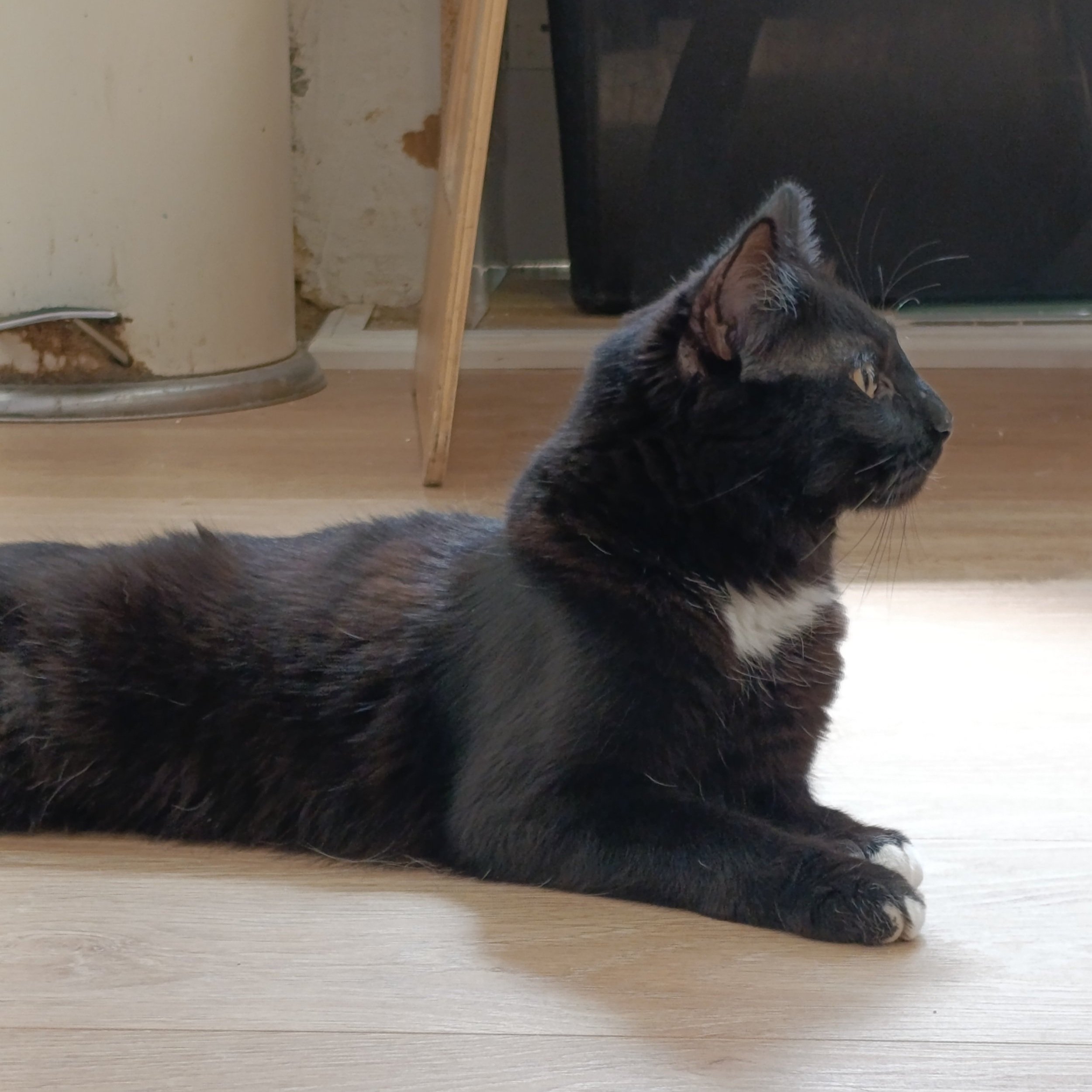 sylvestre+%281%29.jpg