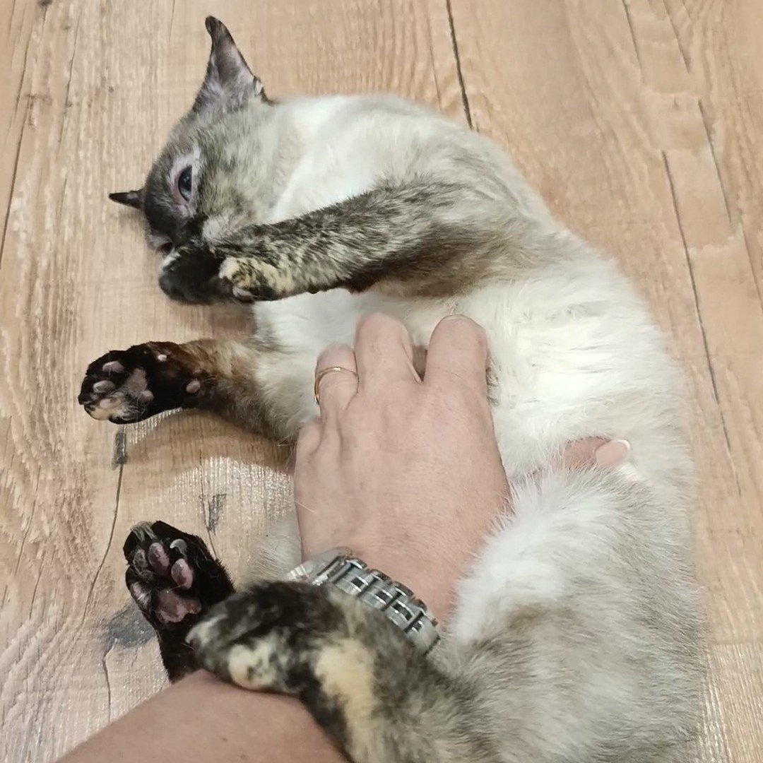 moki+%281%29.jpg