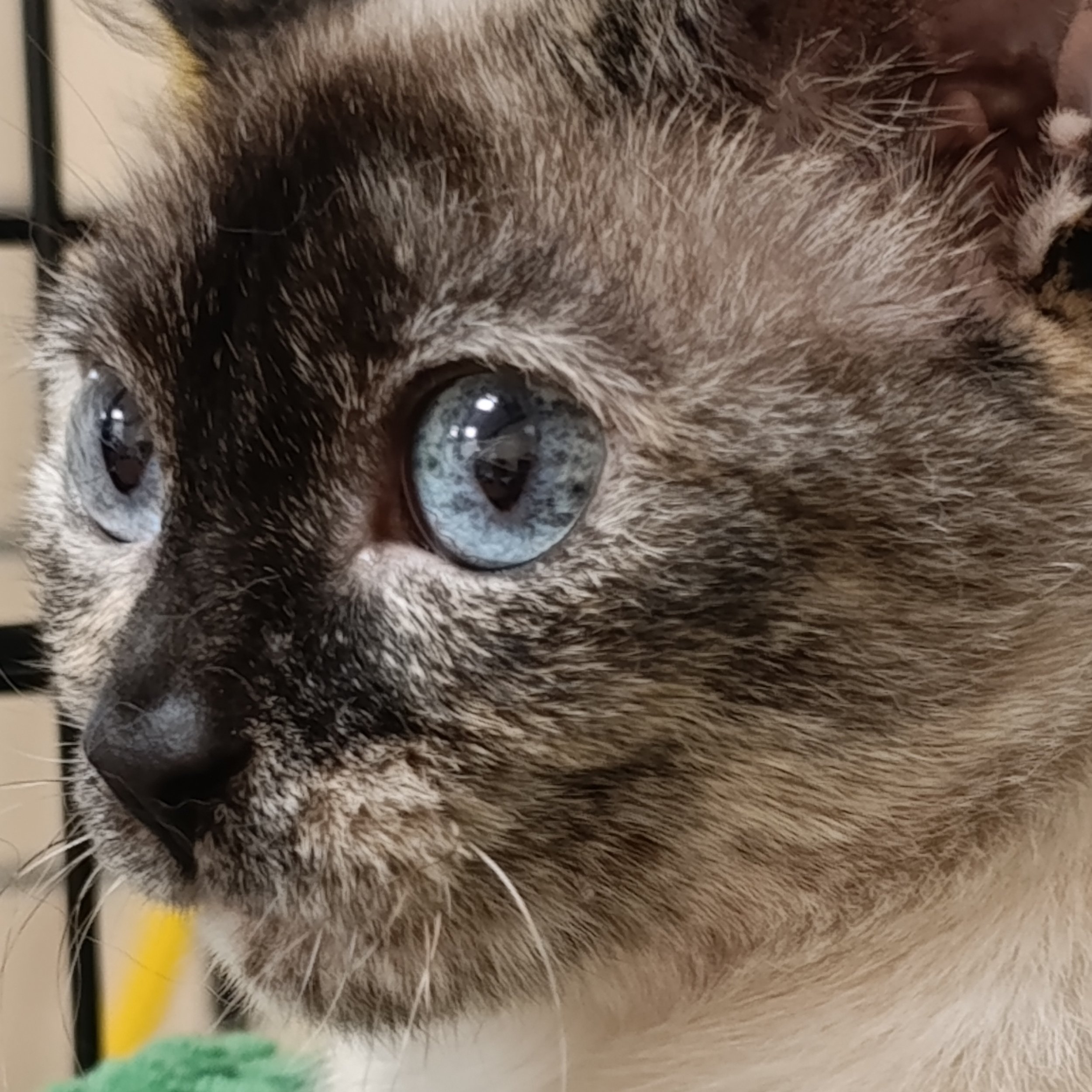 moki+%284%29.jpg