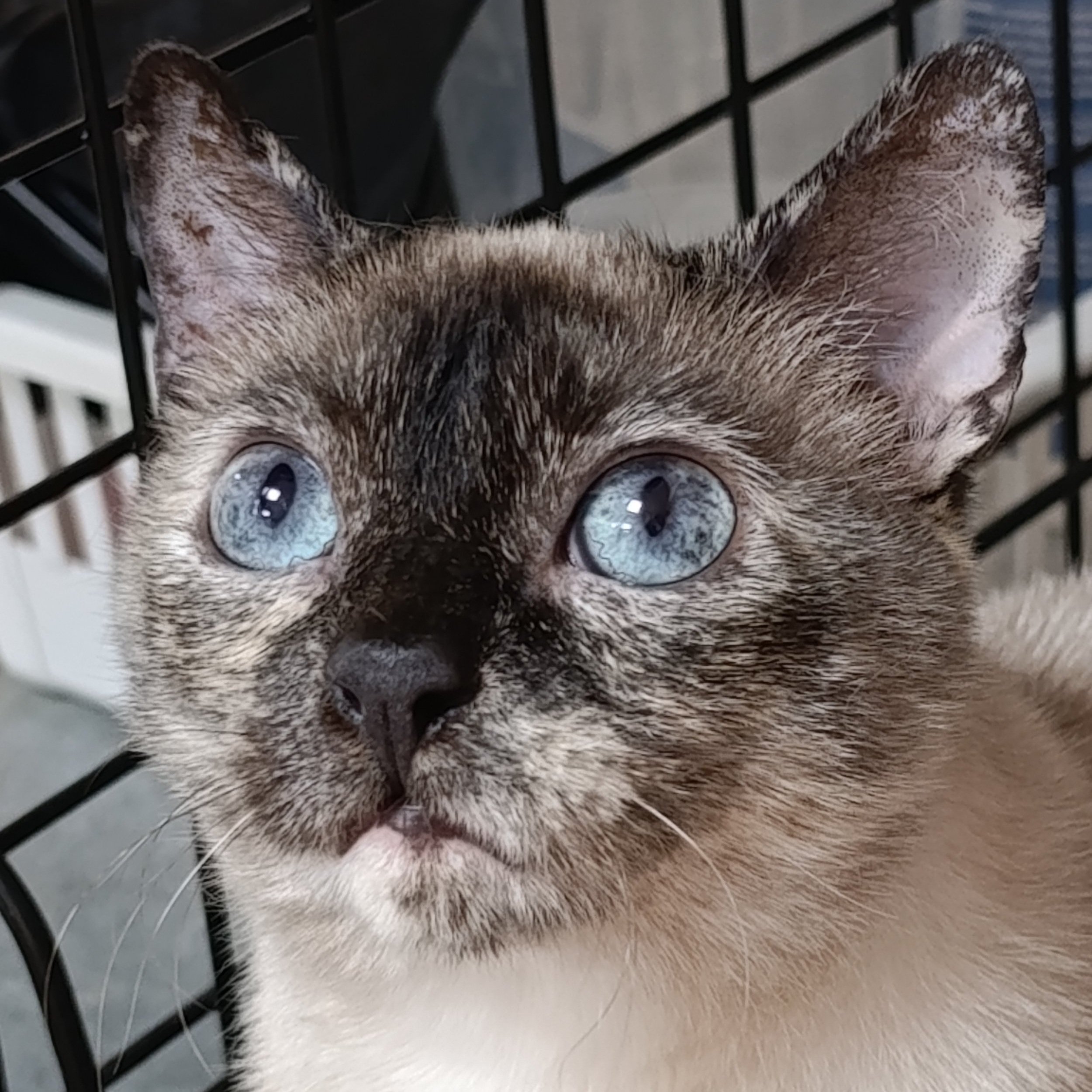 moki+%283%29.jpg