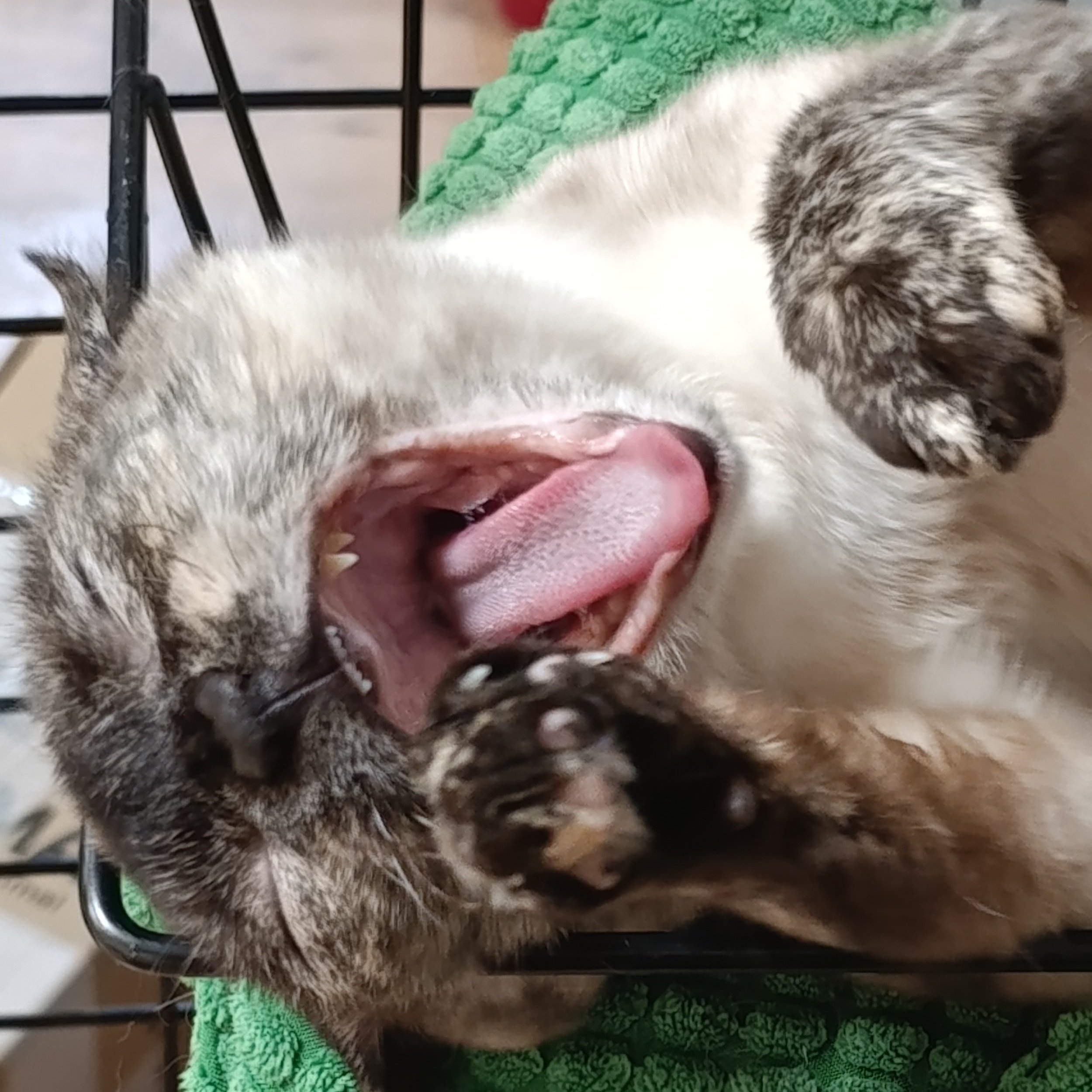 moki+%282%29.jpg