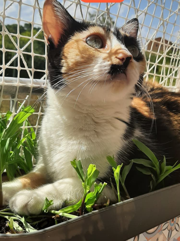 Mika.
