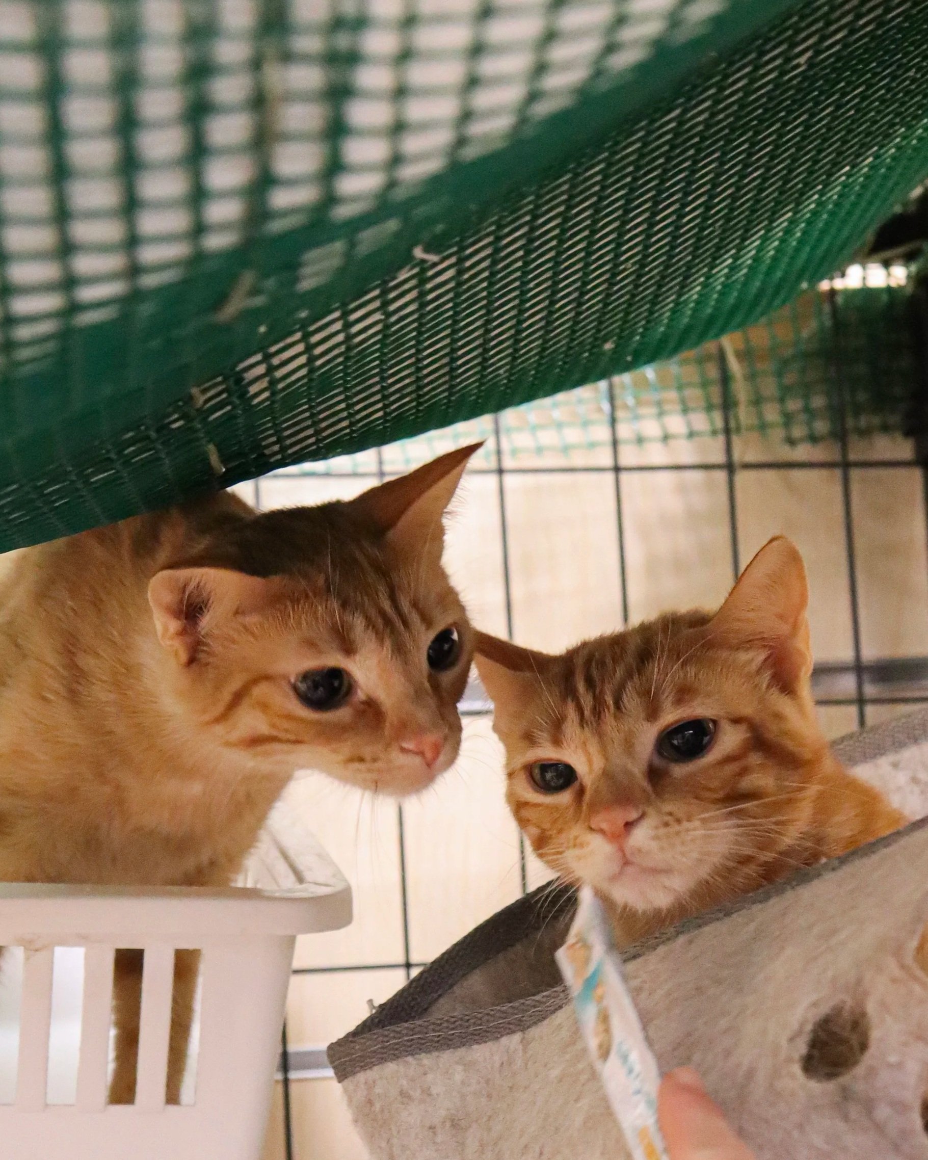 Zuzu y Khalan