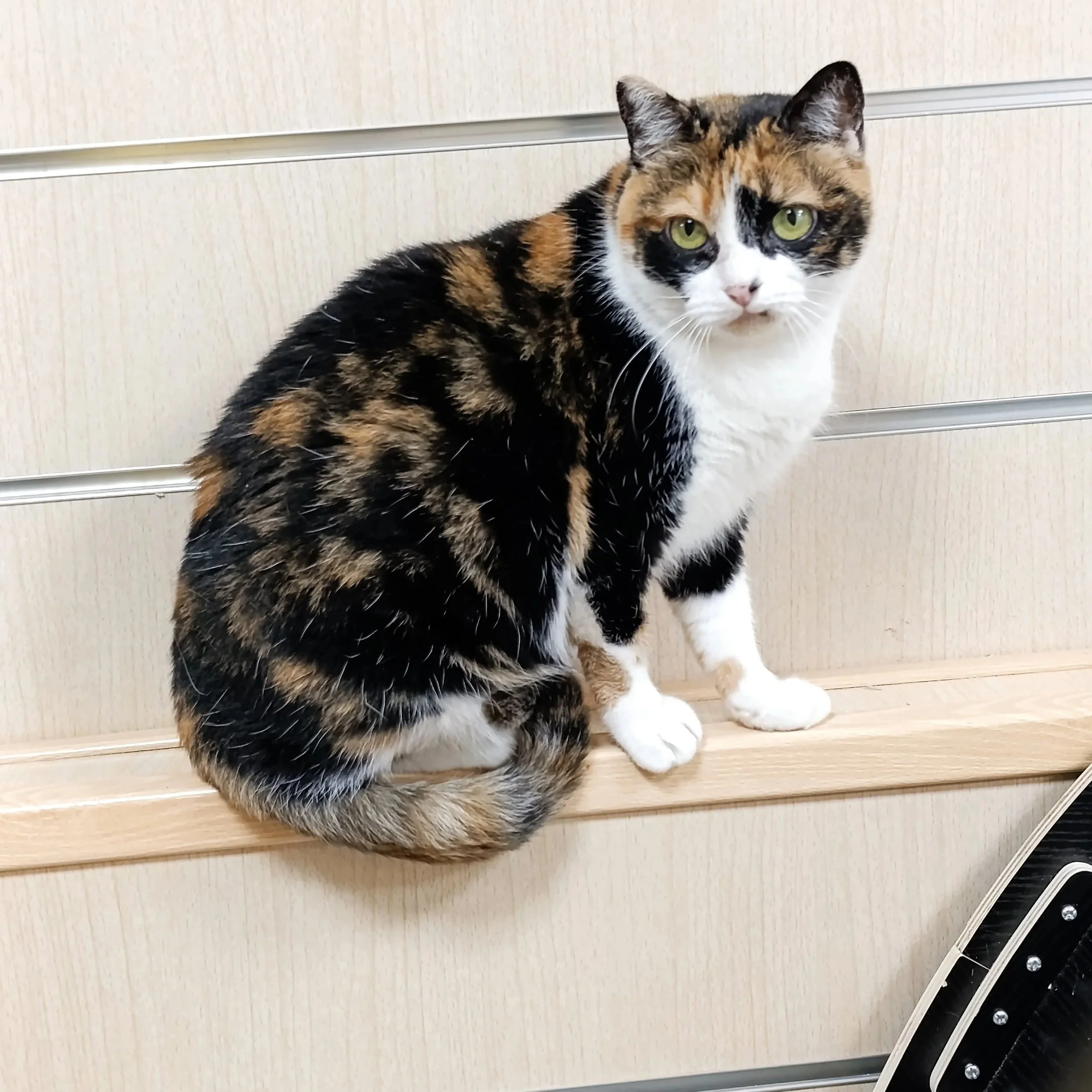 TULA+%283%29.jpg