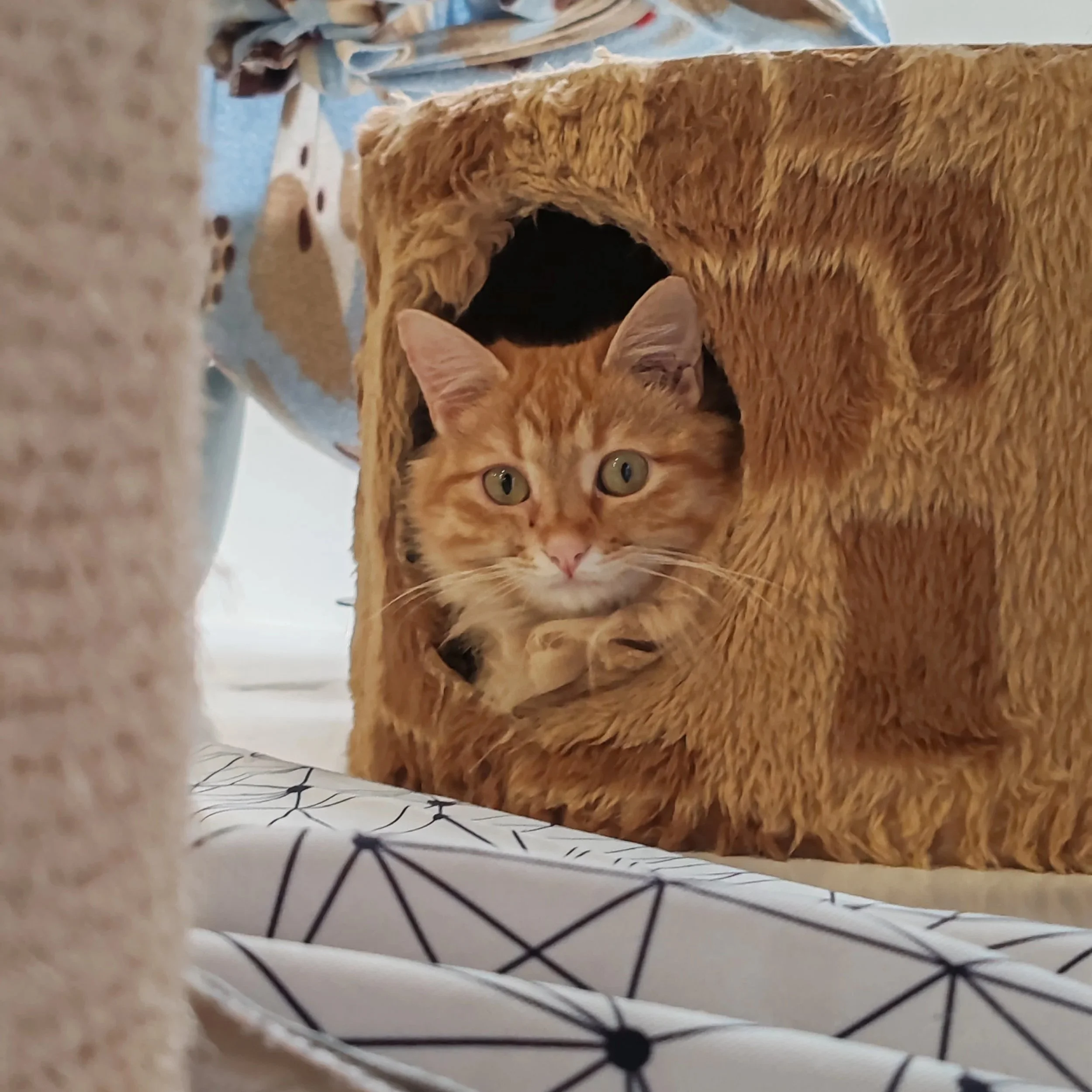 Sambuca+%282%29.jpg