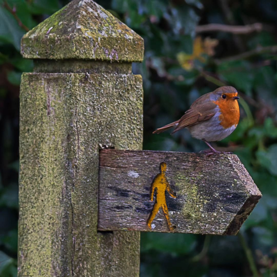 Our wildlife will always be above the human.