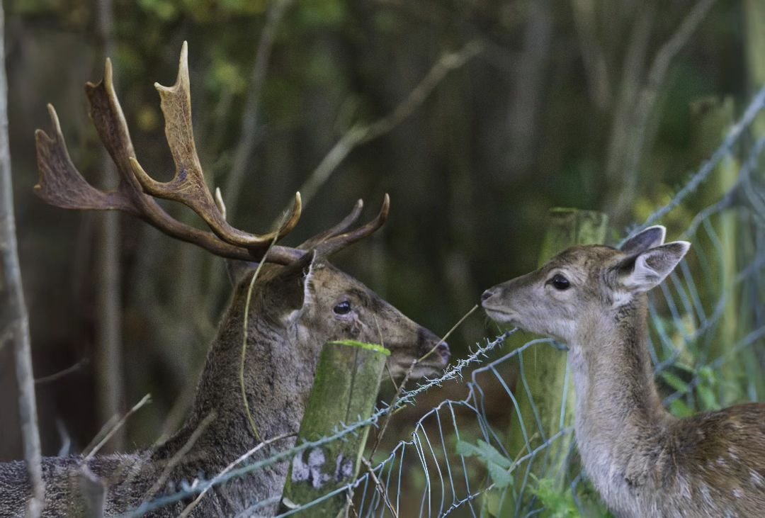 A family moment separated by barbed wire