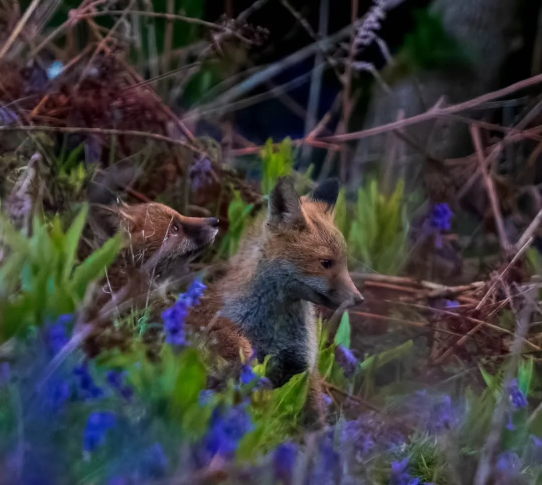 Waiting for breakfast in the Bluebells.