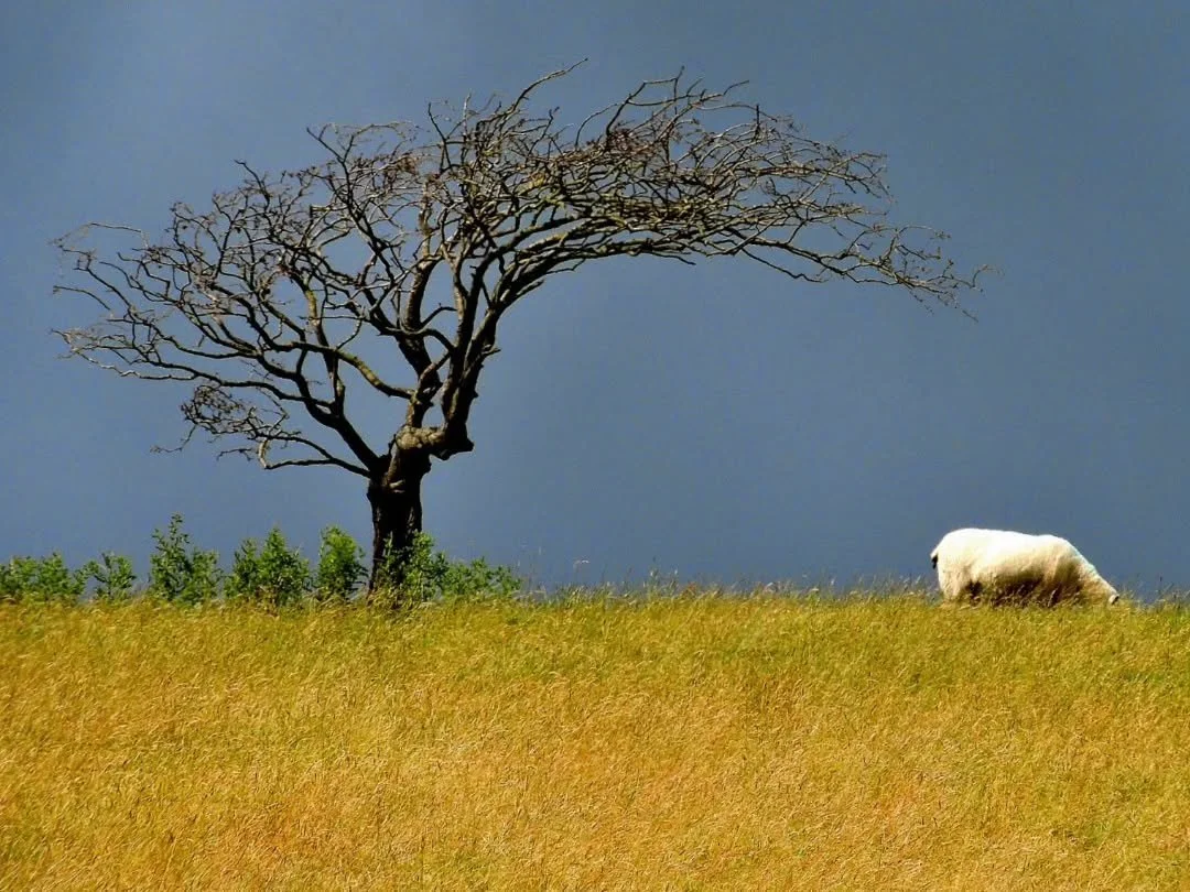 For the love of trees, one of my first photos, 2012.