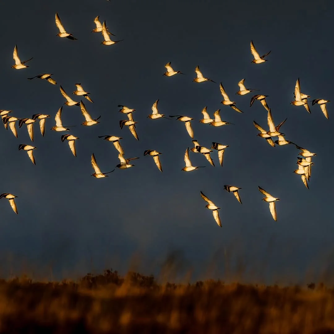 Dawn and Golden Plover on the wing.