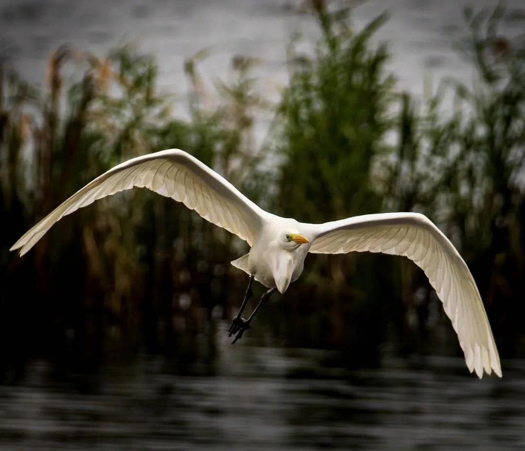 Great White Egret take-off.