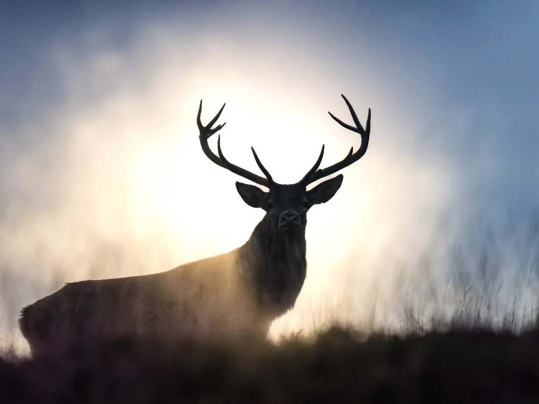 My first visit to Exmoor with PW didn't disappoint. my first encounter with a red stag didn't disappoint either.