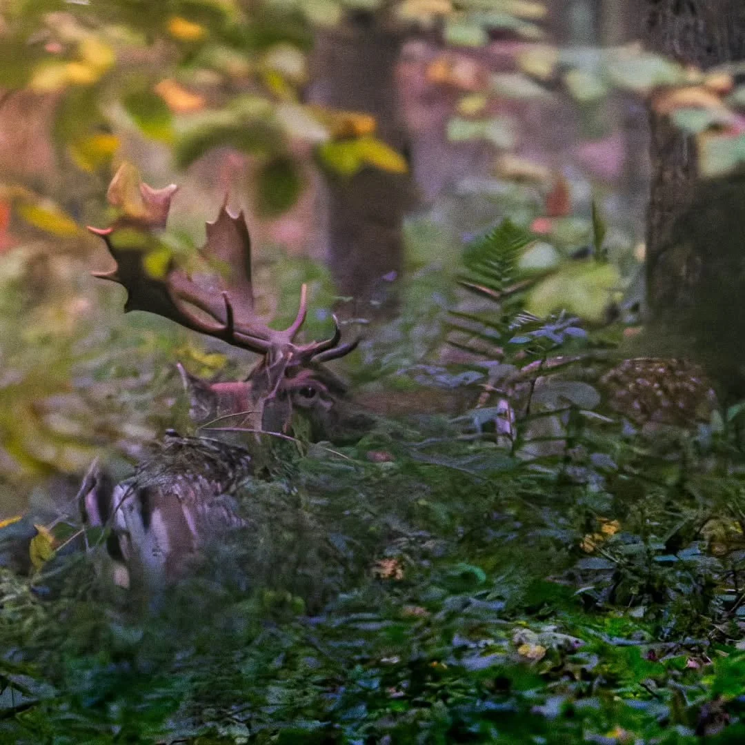 He is the biggest, oldest, wiliest masterbuck I have been following. Tremendous palmate antlers and so difficult to photograph at the 'Rut on the Edge'.