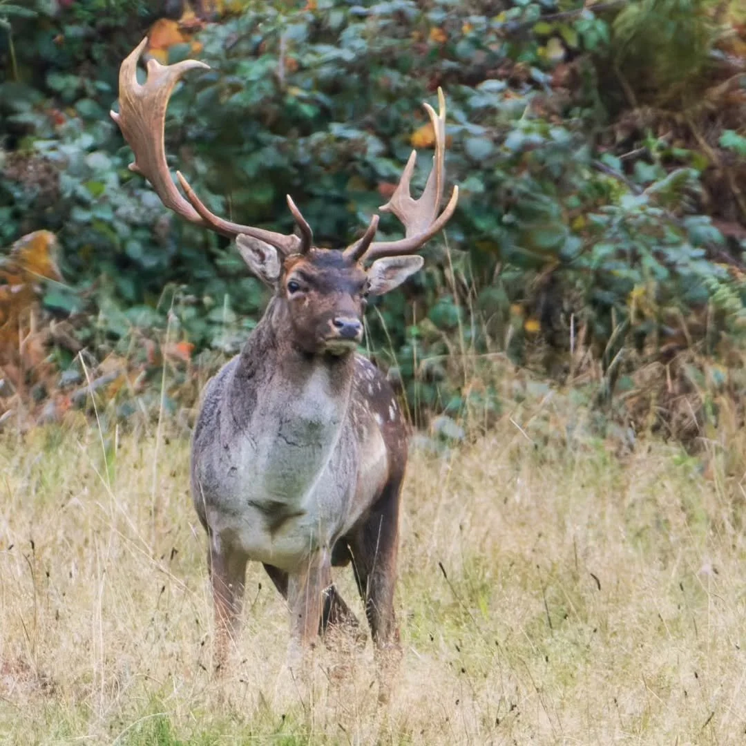 Getting to know each other this morning, Rut on the Edge.