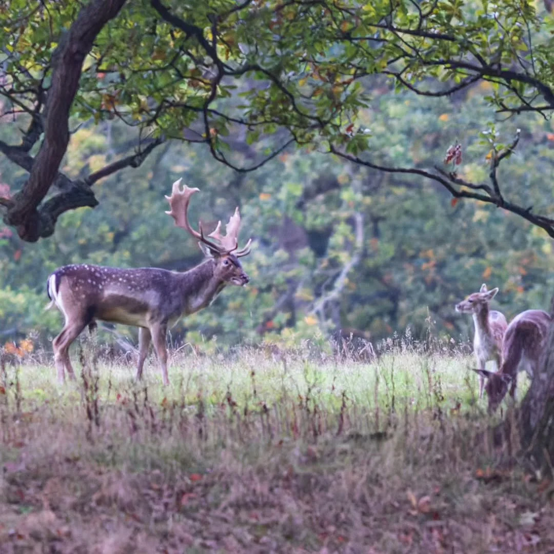 Back on his favourite stand this morning. Masterbuck at the "Rut on the Edge".