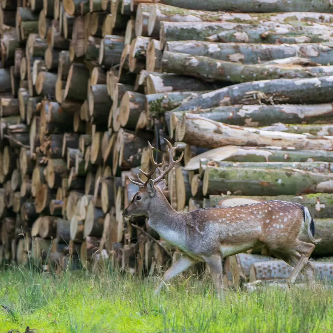 When you can't see the trees for the wood?