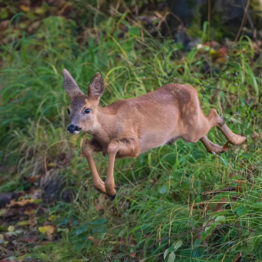 Flying with a 'boing'! young Roe deer.