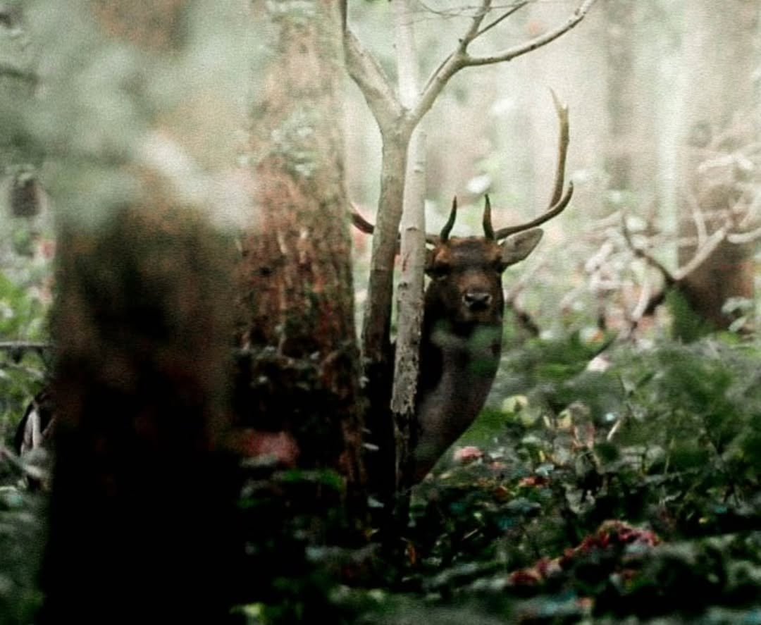 The magical outcome of using a vintage camera, 120 medium format film and steady subject. Wild Fallow buck at 'the Rut on the Edge'.