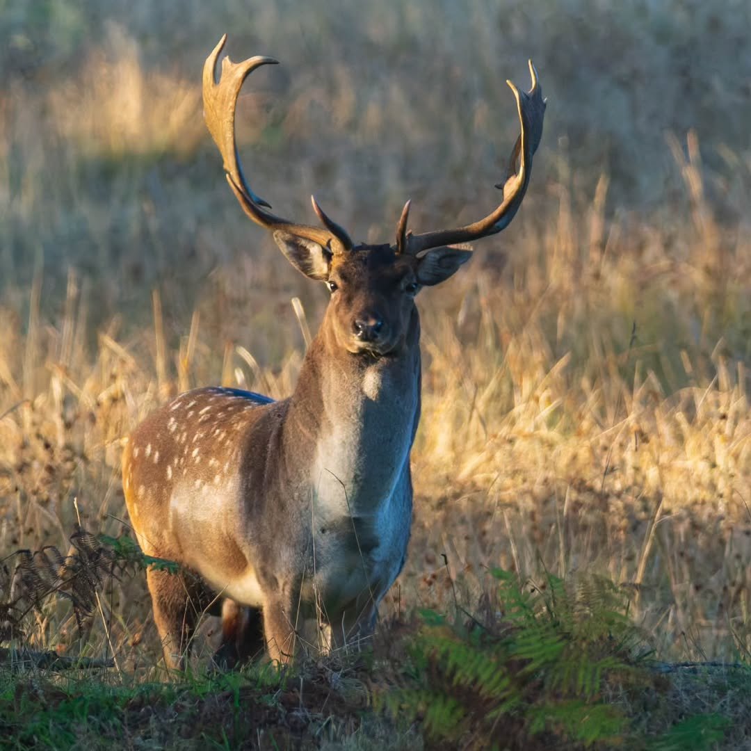 One of the "big boys" this morning at the "Rut on the Edge".