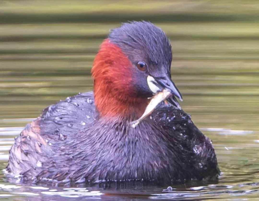Successful fishing, little grebe or dabchick.