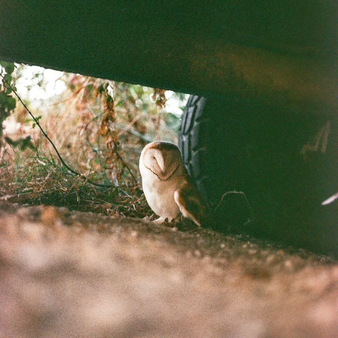 Wildlife with a vintage camera, Hasselblad 500cm 120 medium format film.