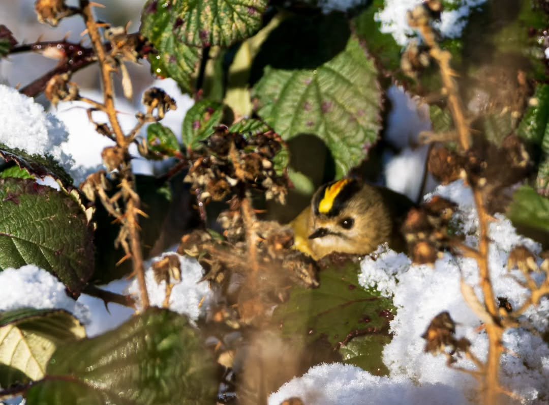 Adding a flash of colour to the snowy brambles.