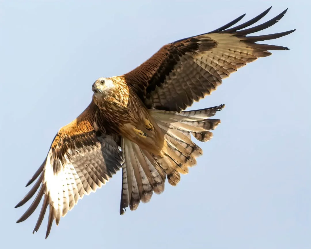 There was a moment of light in the grey today.