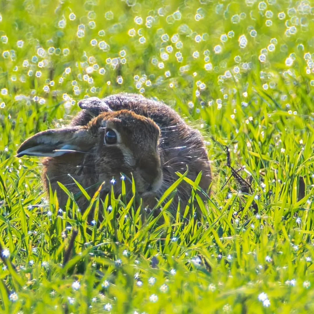 Stars appear after this morning's frost.
