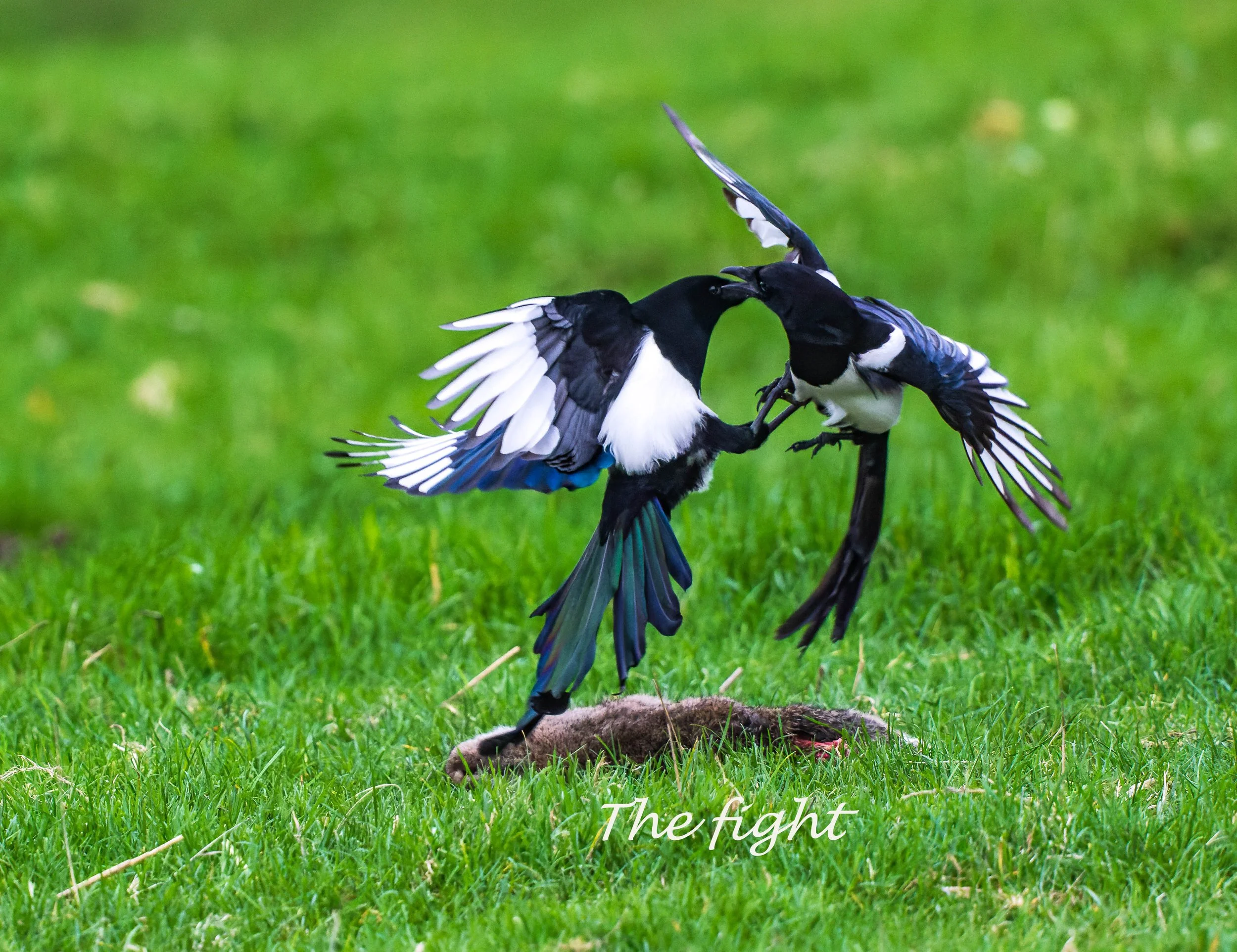 thefight.jpg