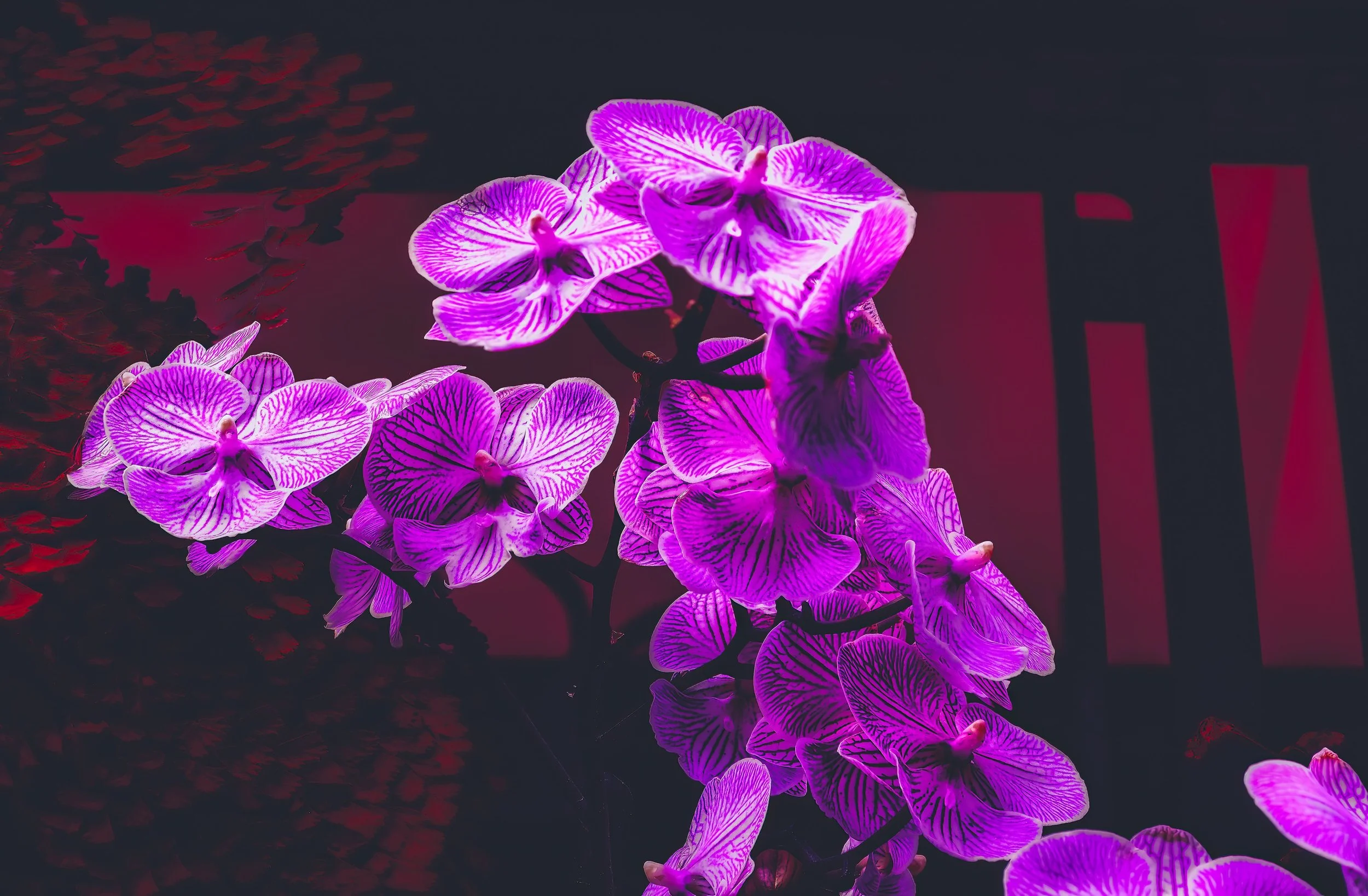 Longwood Gardens, May 2022