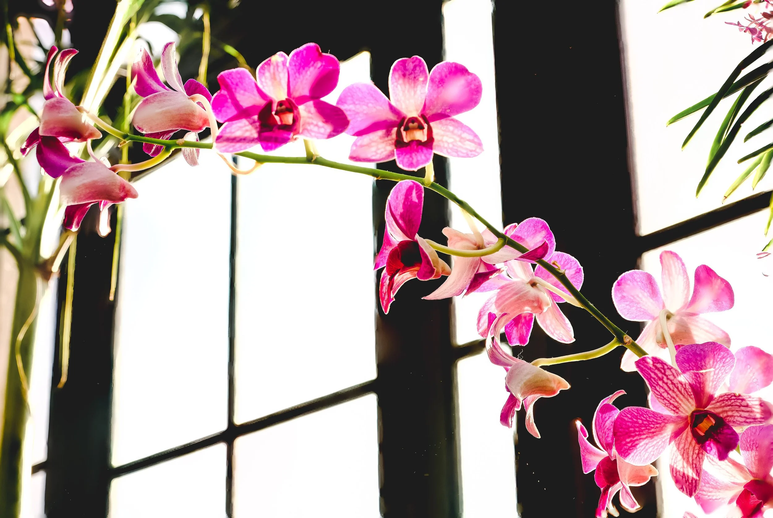 Christmas at Longwood Gardens, December 2022