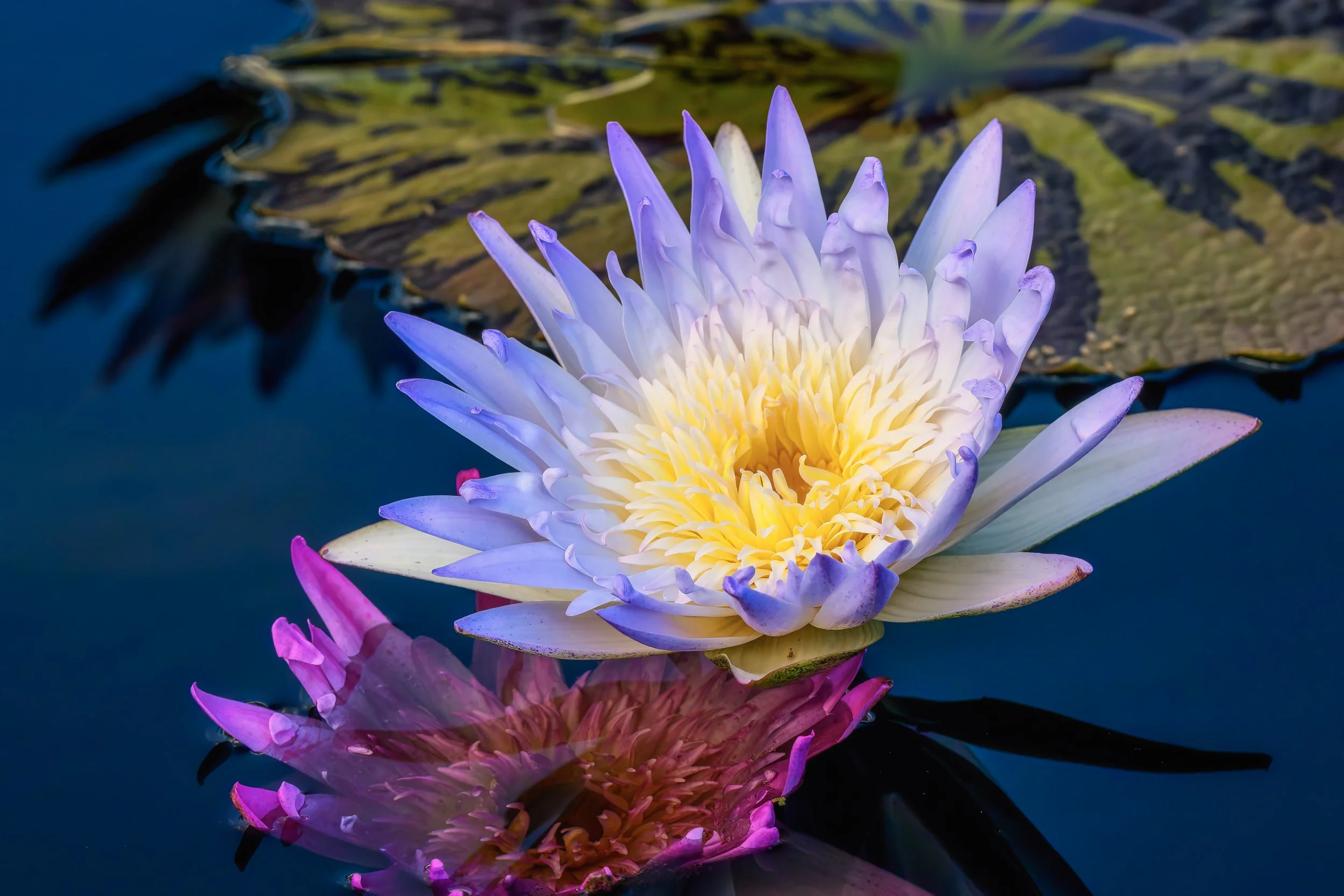 Summer Lilies