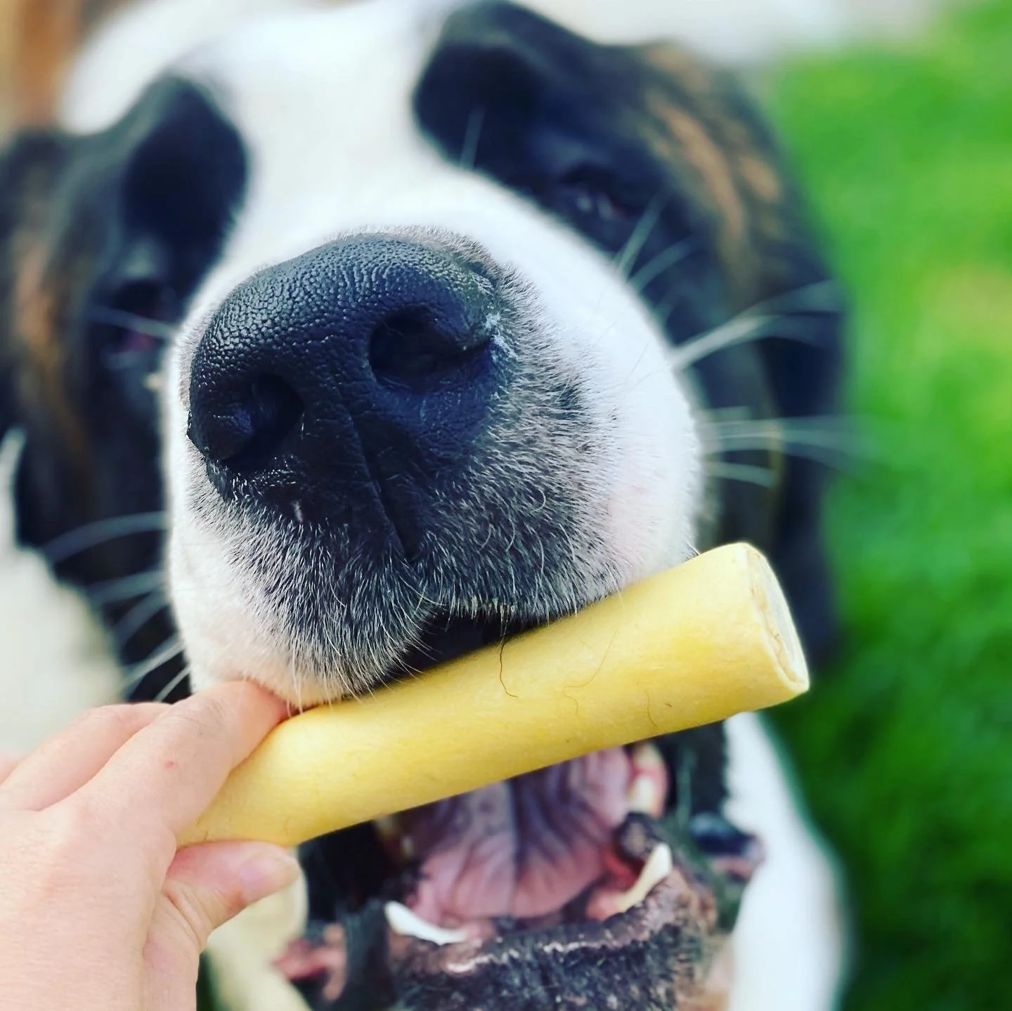 cutting your own dog's hair