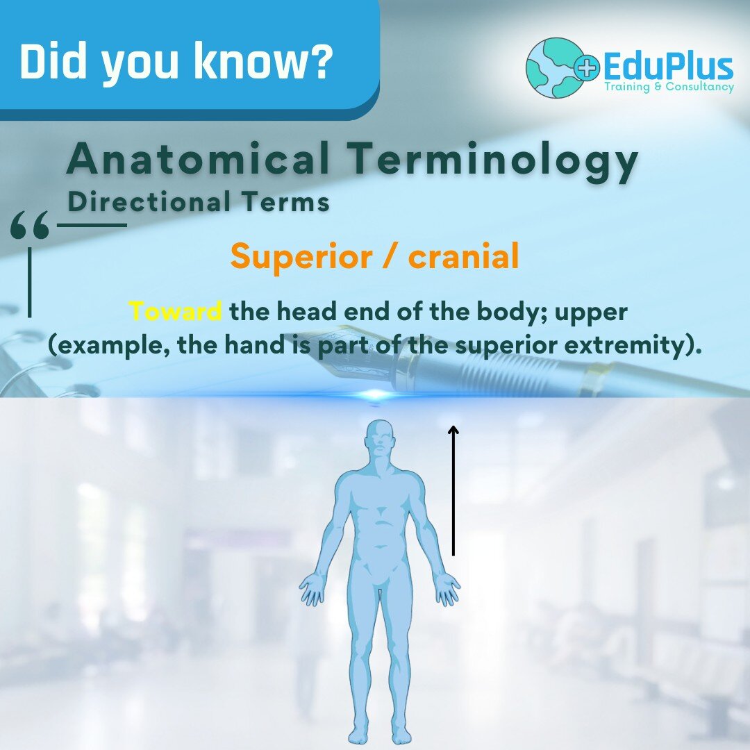 🧠 Did you know these directional, anatomical terms? 

1️⃣ Superior/Cranial: Toward the head; upper. (e.g., hand is part of the superior extremity)
2️⃣ Inferior/Caudal: Away from the head; lower. (e.g., foot is part of the inferior extremity)
3️⃣ Ant