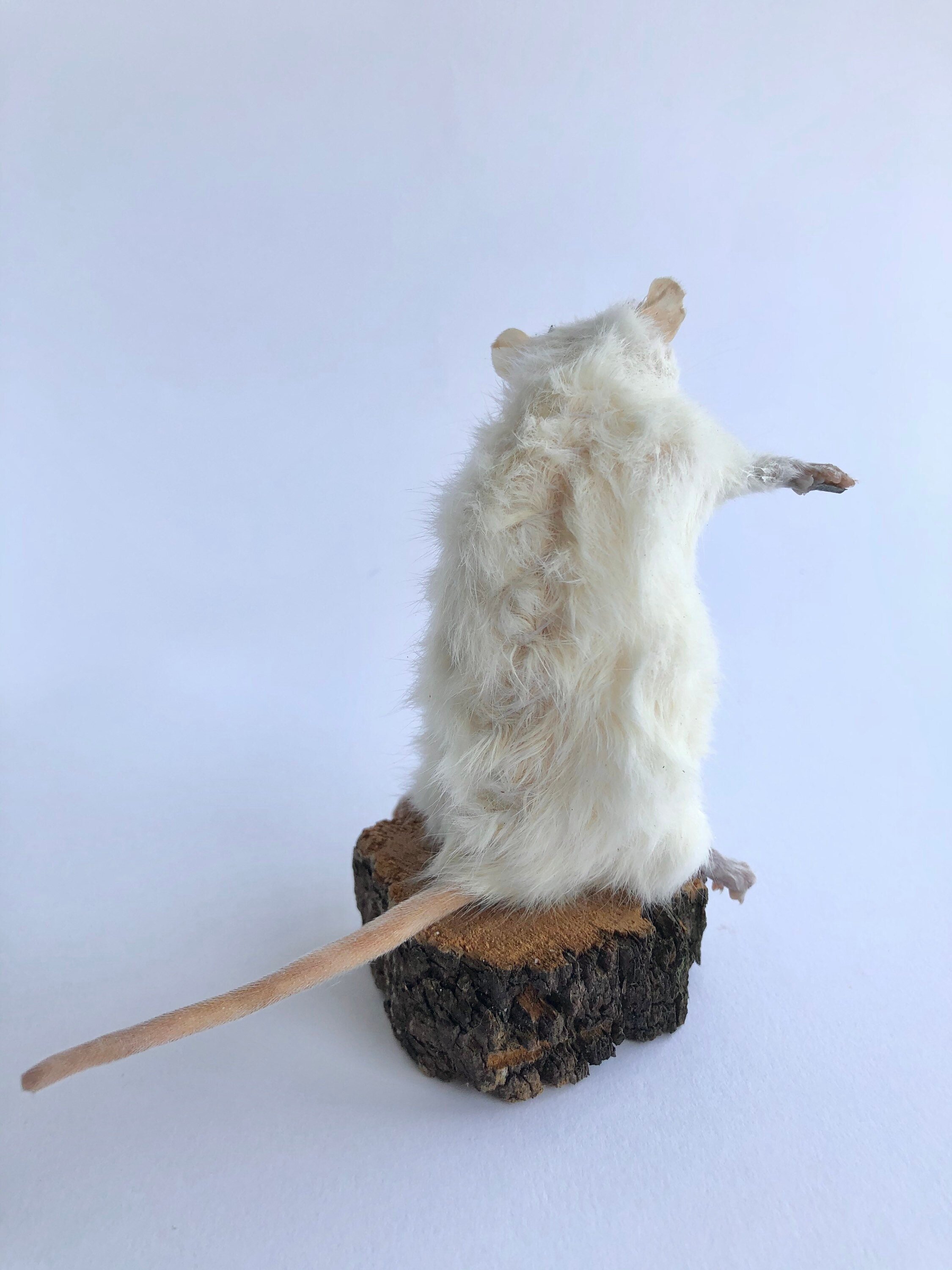 https://i.etsystatic.com/22496803/r/il/edf56a/2333752734/il_fullxfull.2333752734_jct9.jpg
