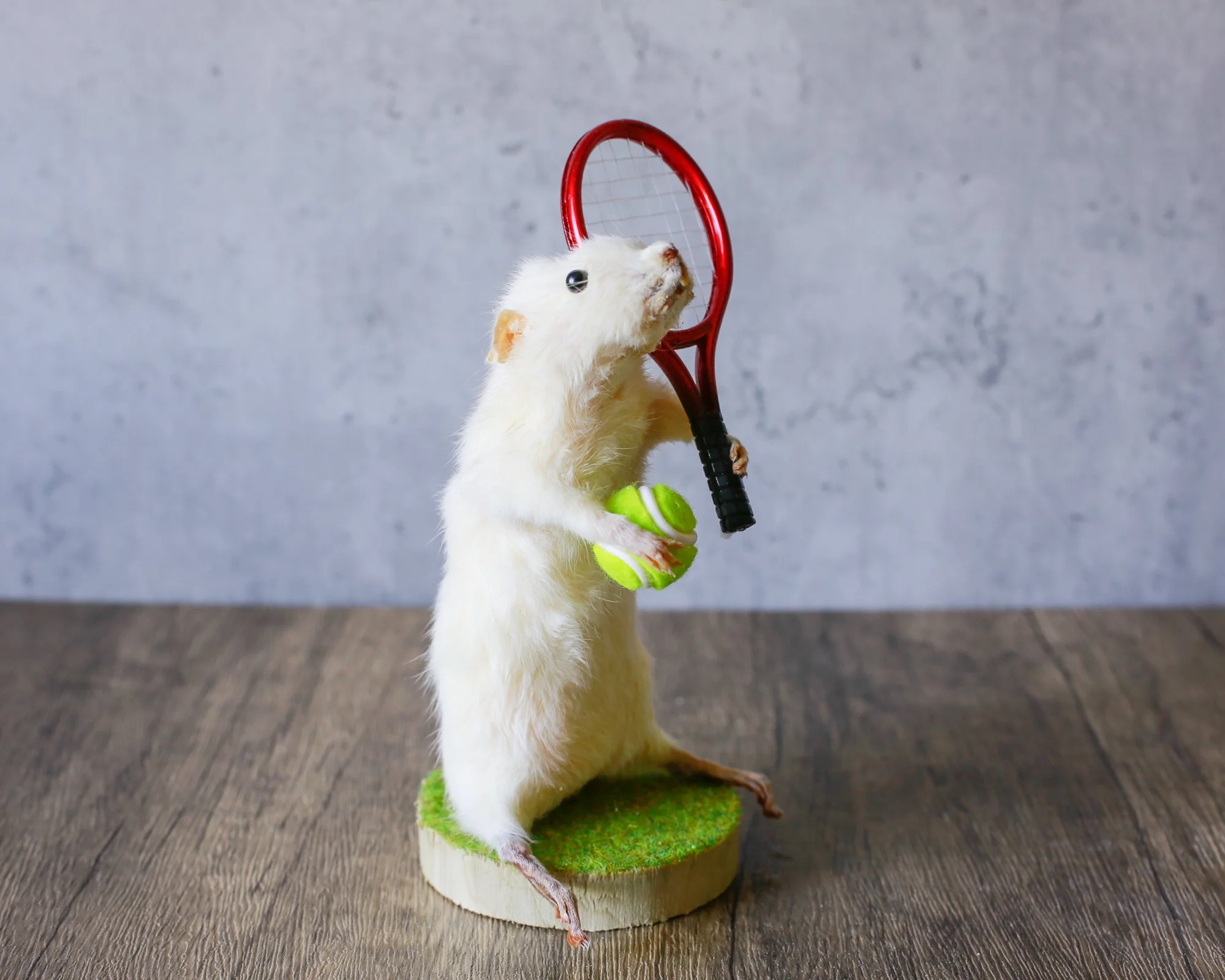 Taxidermy Rodent tennis racquet, curiosity, novelty, unique, handmade,  macabre, oddity, gift, present, oddity, unusual, bizarre, —