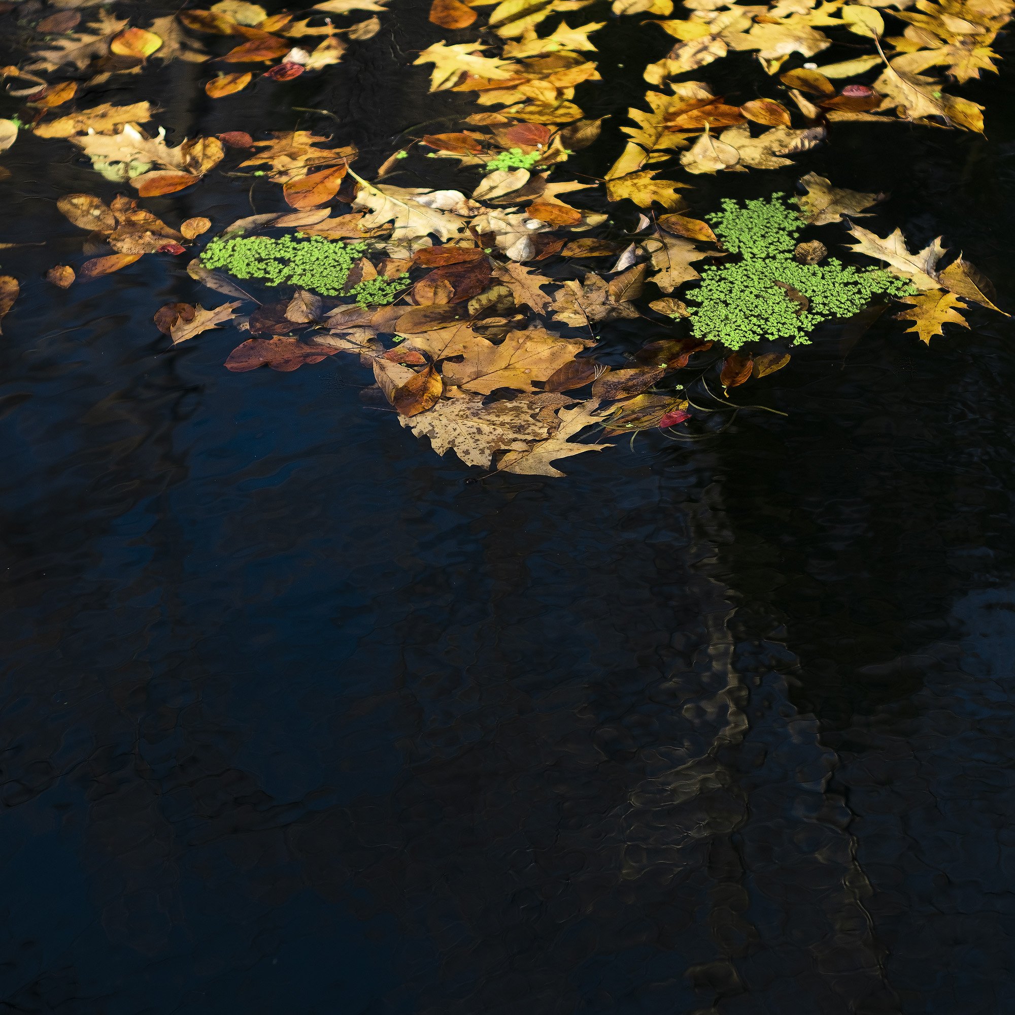 PondFarm_2021Nov19_0018-sharpened.jpg