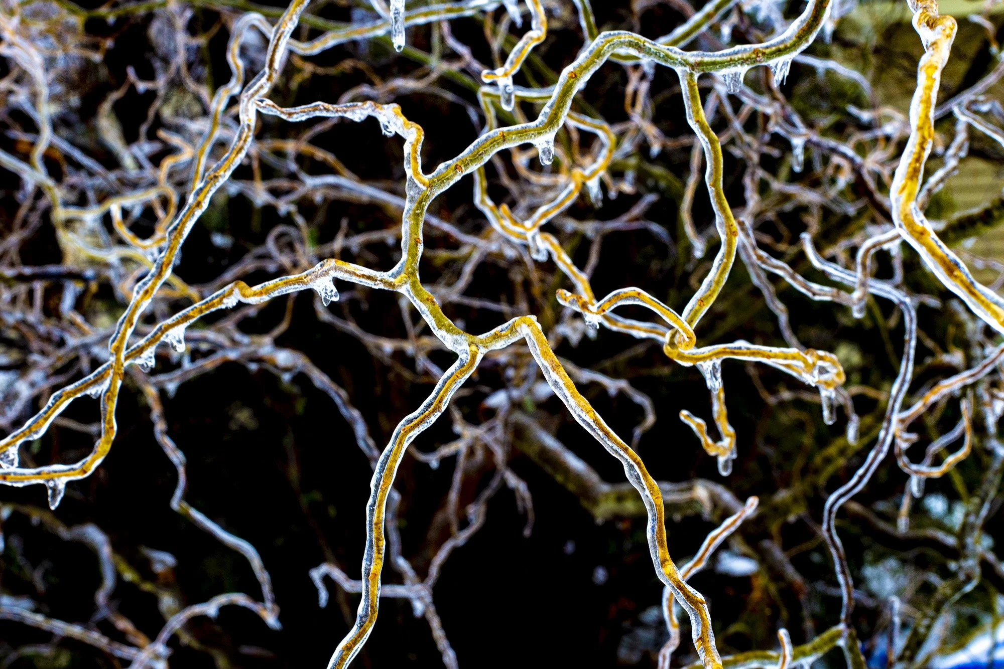 Ice Storm