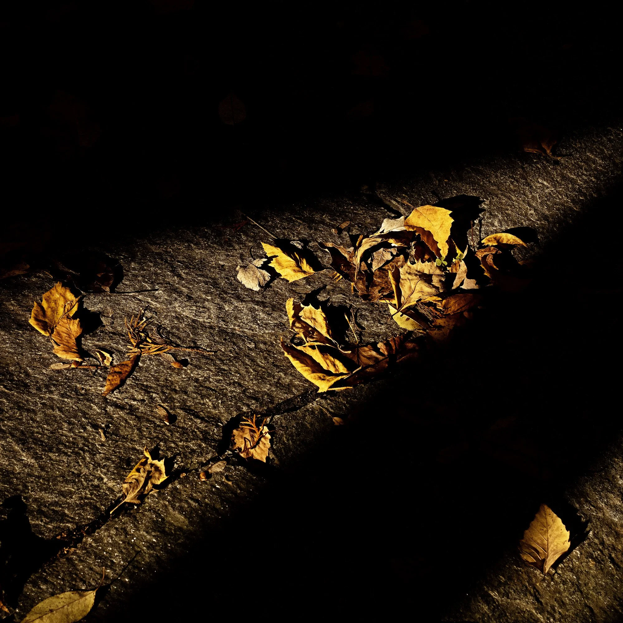 Oct192021_5057 copy-sharpened.jpg