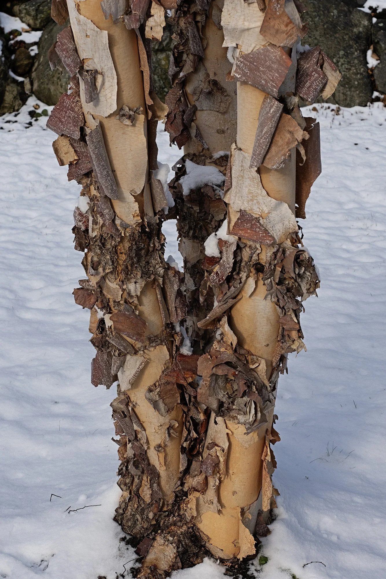 PF fuji_tak1-sharpened.jpg