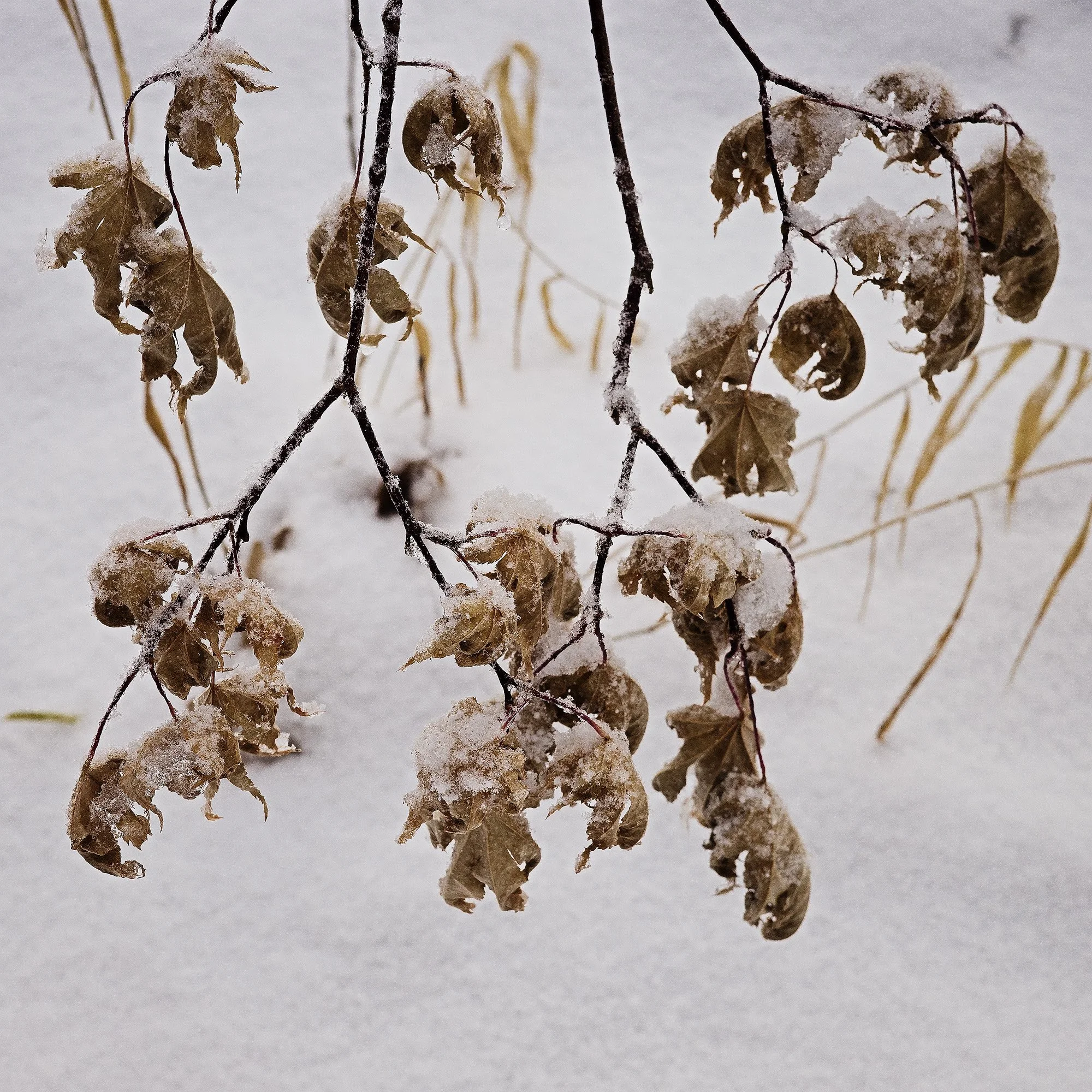 PondFarm_2021Dec19_0329-sharpened copy.jpg