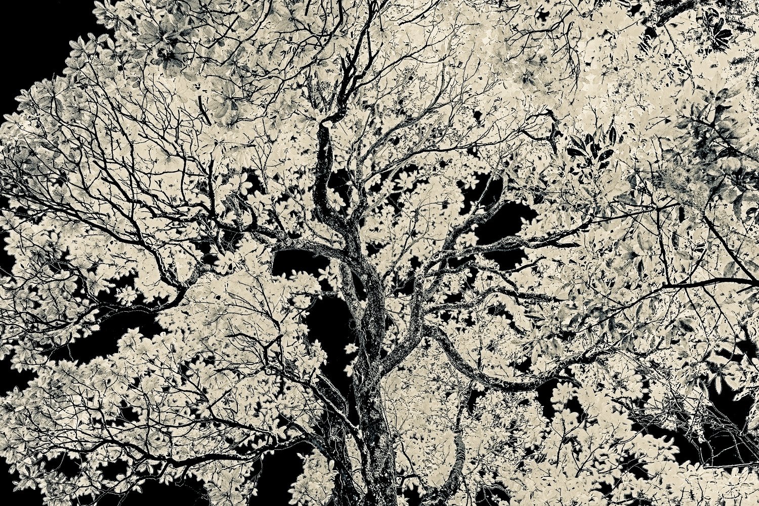 Ghost Tree - Florida