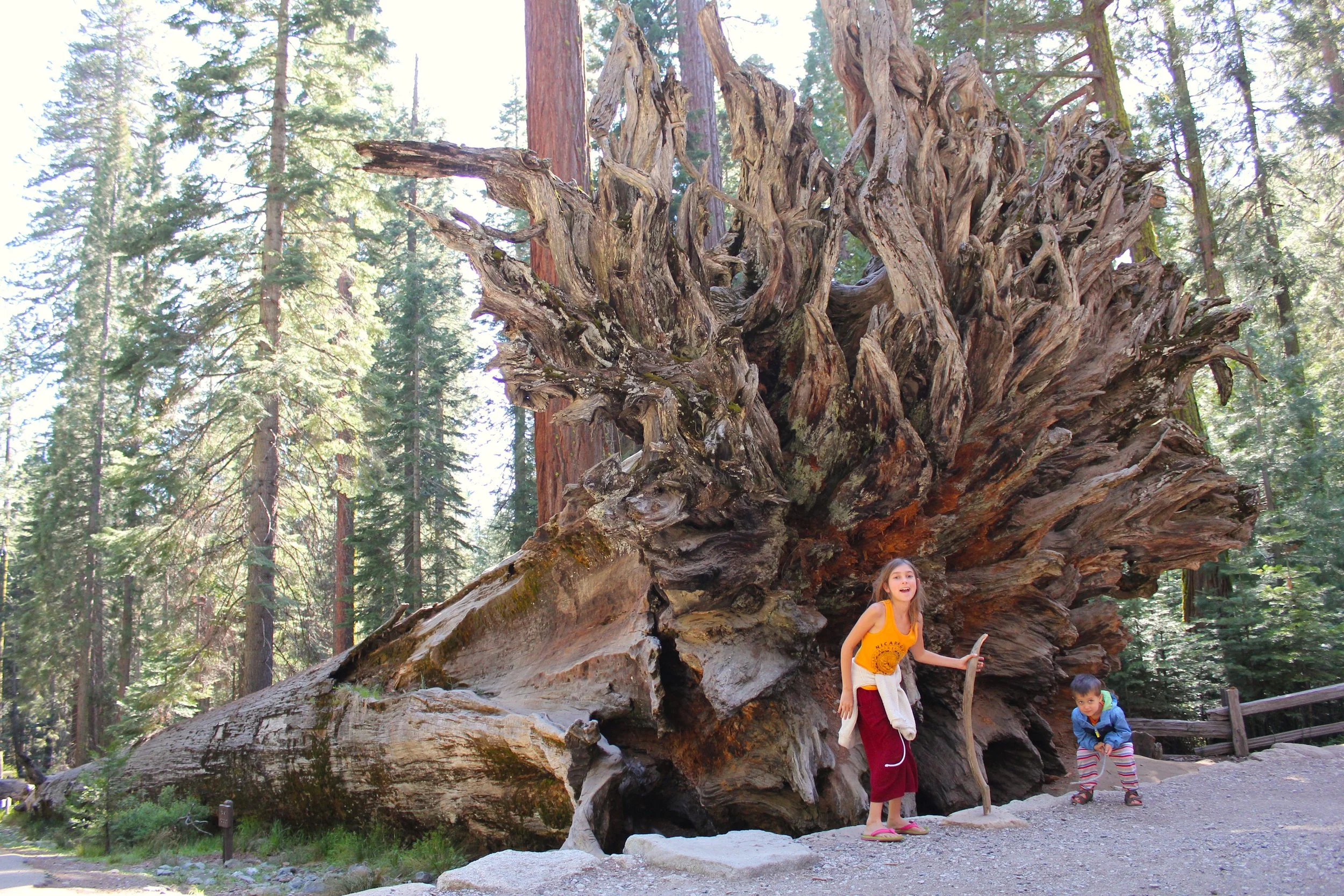 REDWOODS