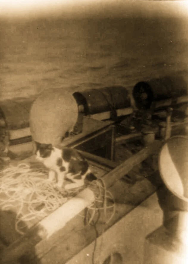 ML357; ships cat!