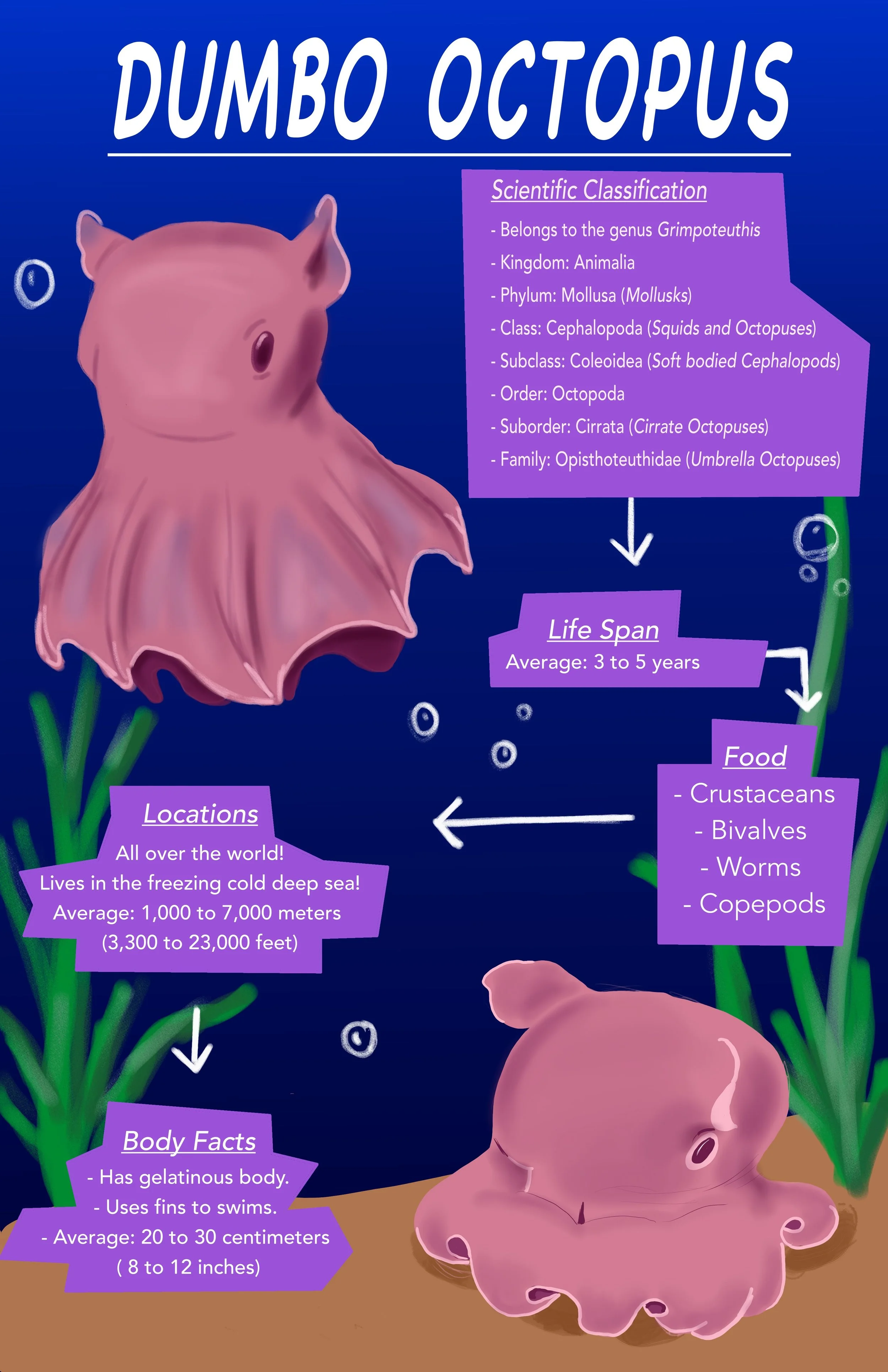 Dumbo Octopus Infographic