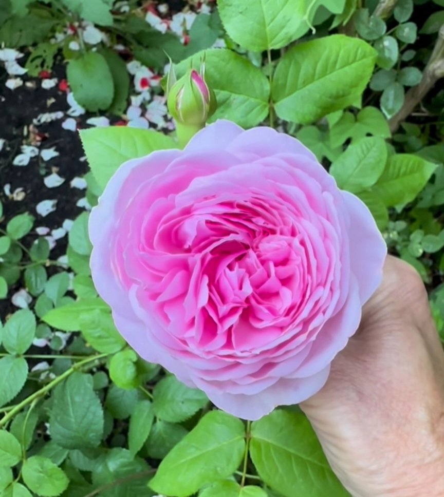 L'écrin de la Rose de Mai